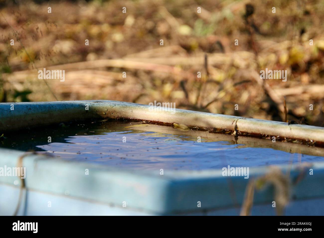 Una vecchia vasca da bagno piena di acqua piovana in un campo agricolo Foto Stock