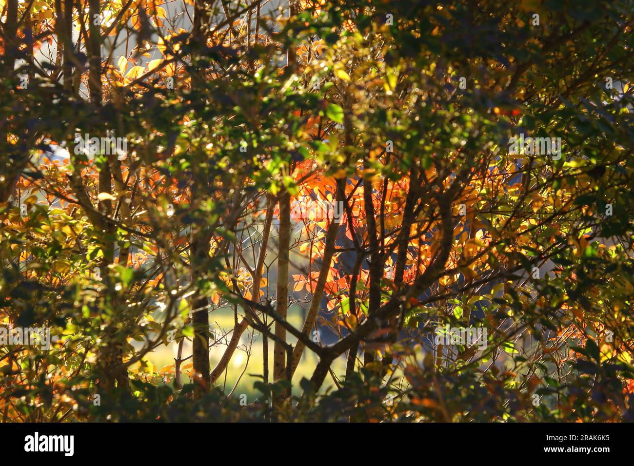 Un'interessante prospettiva di vivaci colori autunnali delle foglie Foto Stock