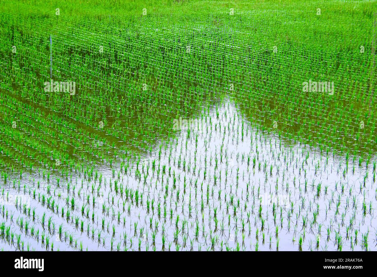 Una risaia nella campagna del Giappone centrale Foto Stock