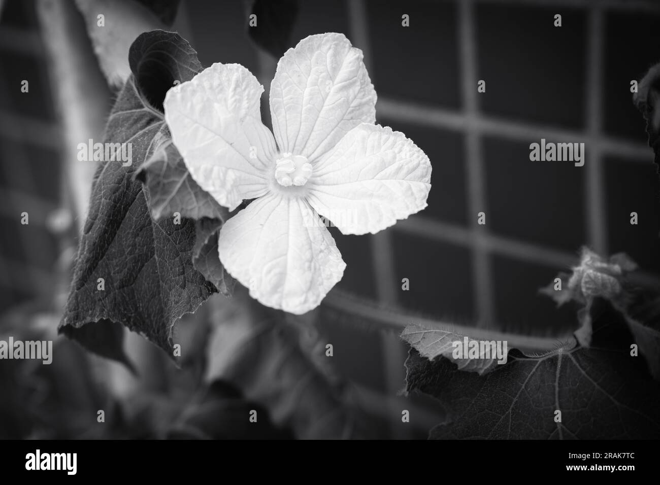 Fiori bianchi e neri. Foto Stock