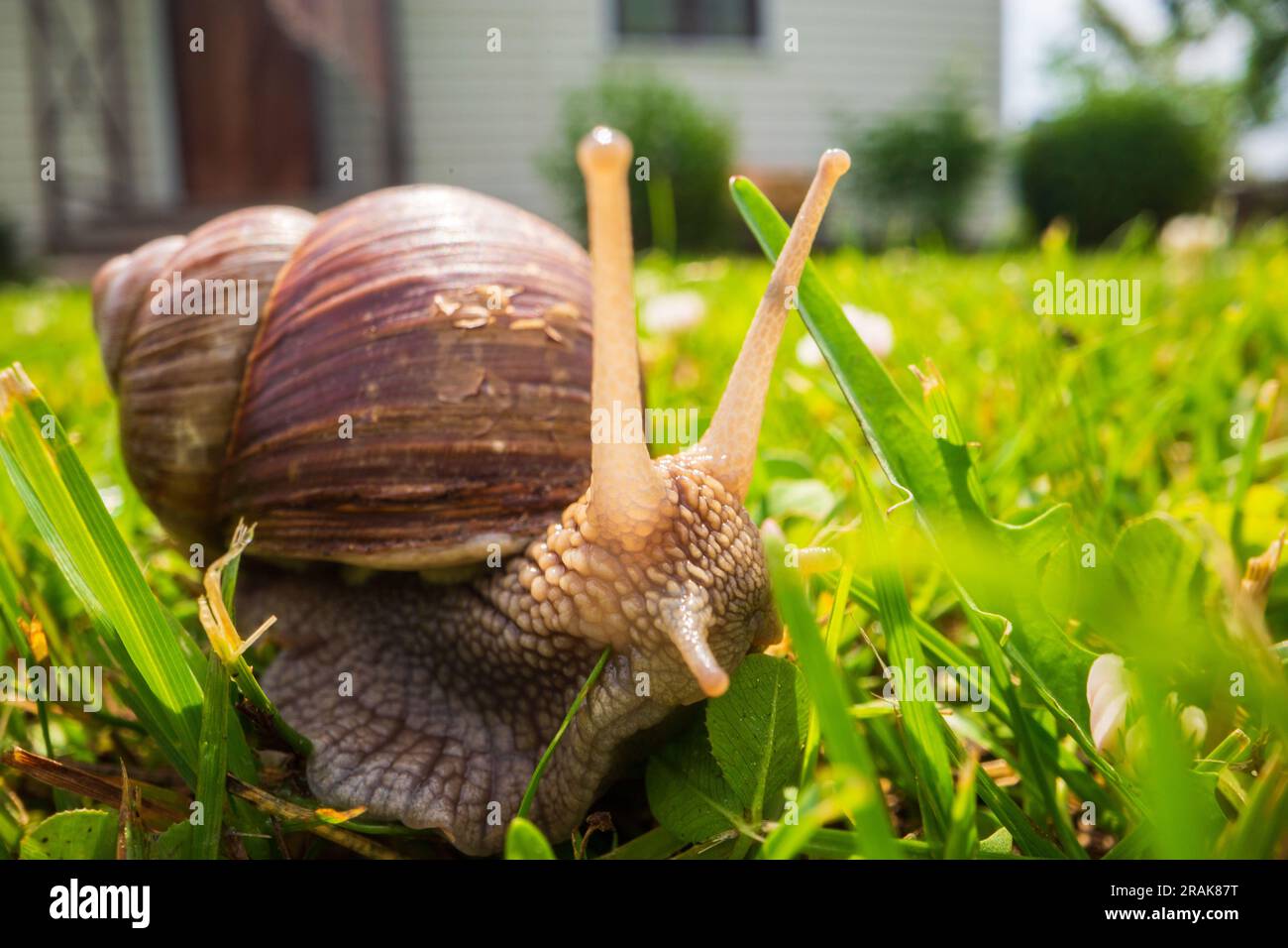 Un'ampia lumaca da giardino con una conchiglia a righe si arrampica sull'erba verde del prato Foto Stock