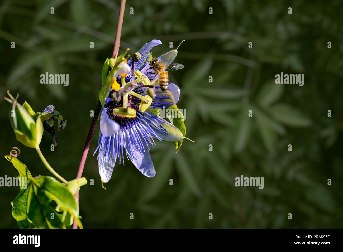 Api mielate gialle e nere che volano sopra l'esotico fiore della passione, Passiflora Foetida, maracuja selvatica, Nectar e impollinazione. Sfondo sfocato bokeh lea Foto Stock