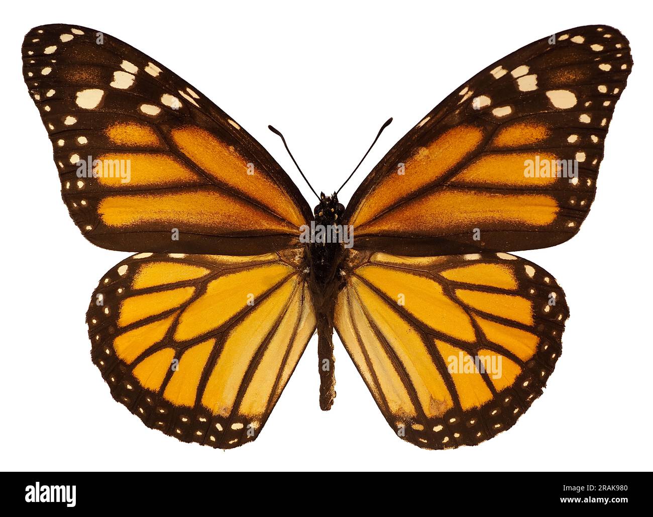 Farfalla monarca arancione (Danaus plexippus) isolata su sfondo bianco. È una farfalla di alghe lattifere (sottofamiglia Danainae) della famiglia Nymphalidae Foto Stock