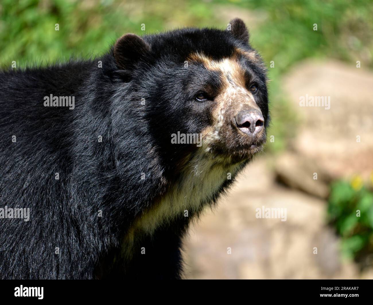 Ritratto di orso andino (Tremarctos ornatus) Foto Stock