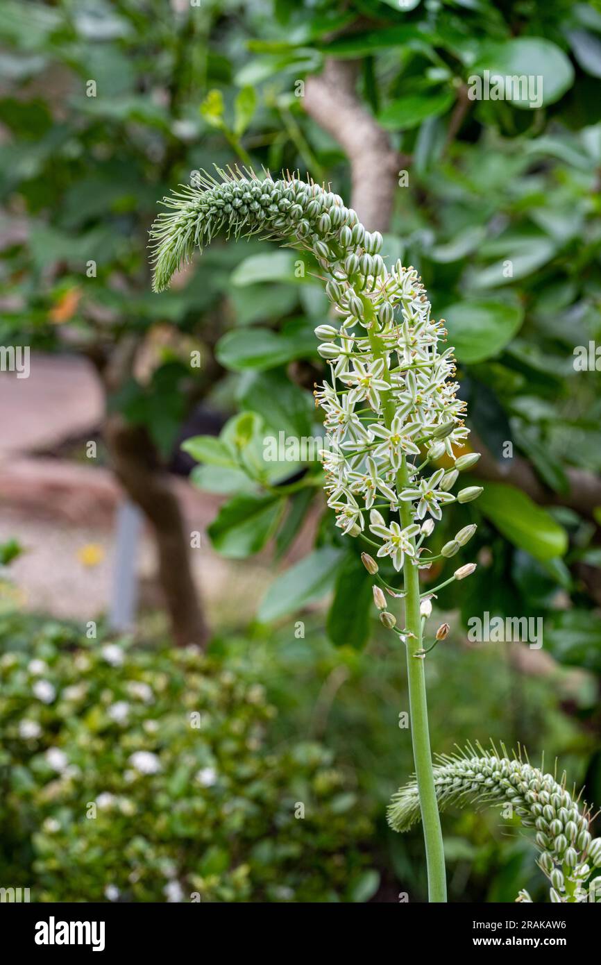 Albuca bracteata. Albuca bracteata è originaria del Sudafrica (le Province del Capo e il KwaZulu-Natal) Foto Stock