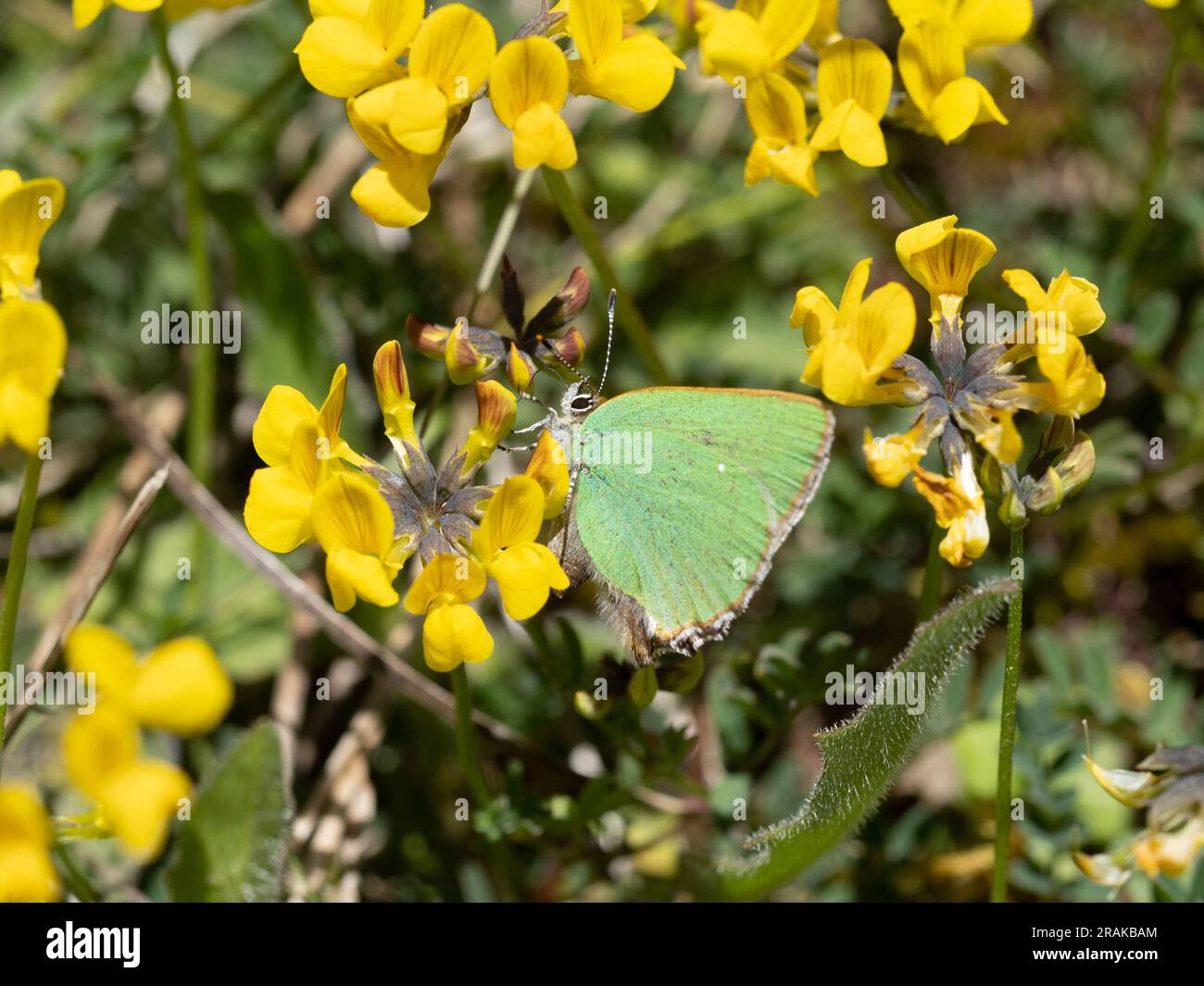 Alimentazione verde di hairstreak sul Bird's-piede-trifoglio Foto Stock