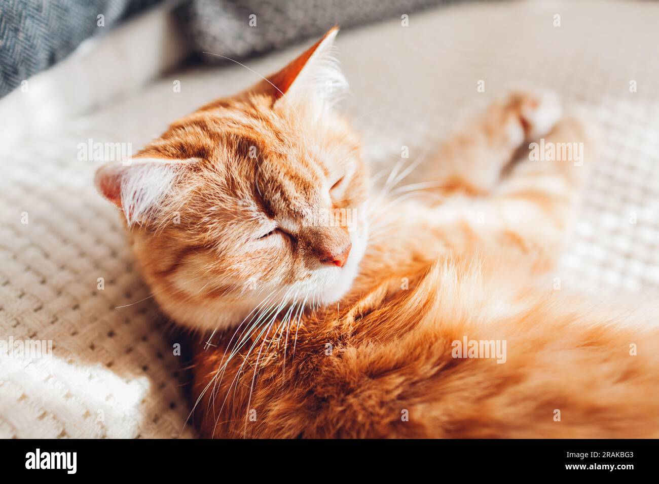 Primo piano di ginger Cat che si rilassa sul divano su una coperta bianca. Animale domestico che dorme a casa. Un animale carino che si sente comodo e accogliente Foto Stock