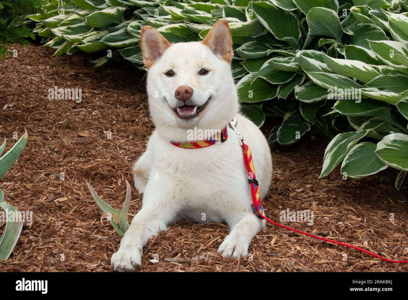 Cane Cream shiba Inu seduto a terra in giardino Foto Stock