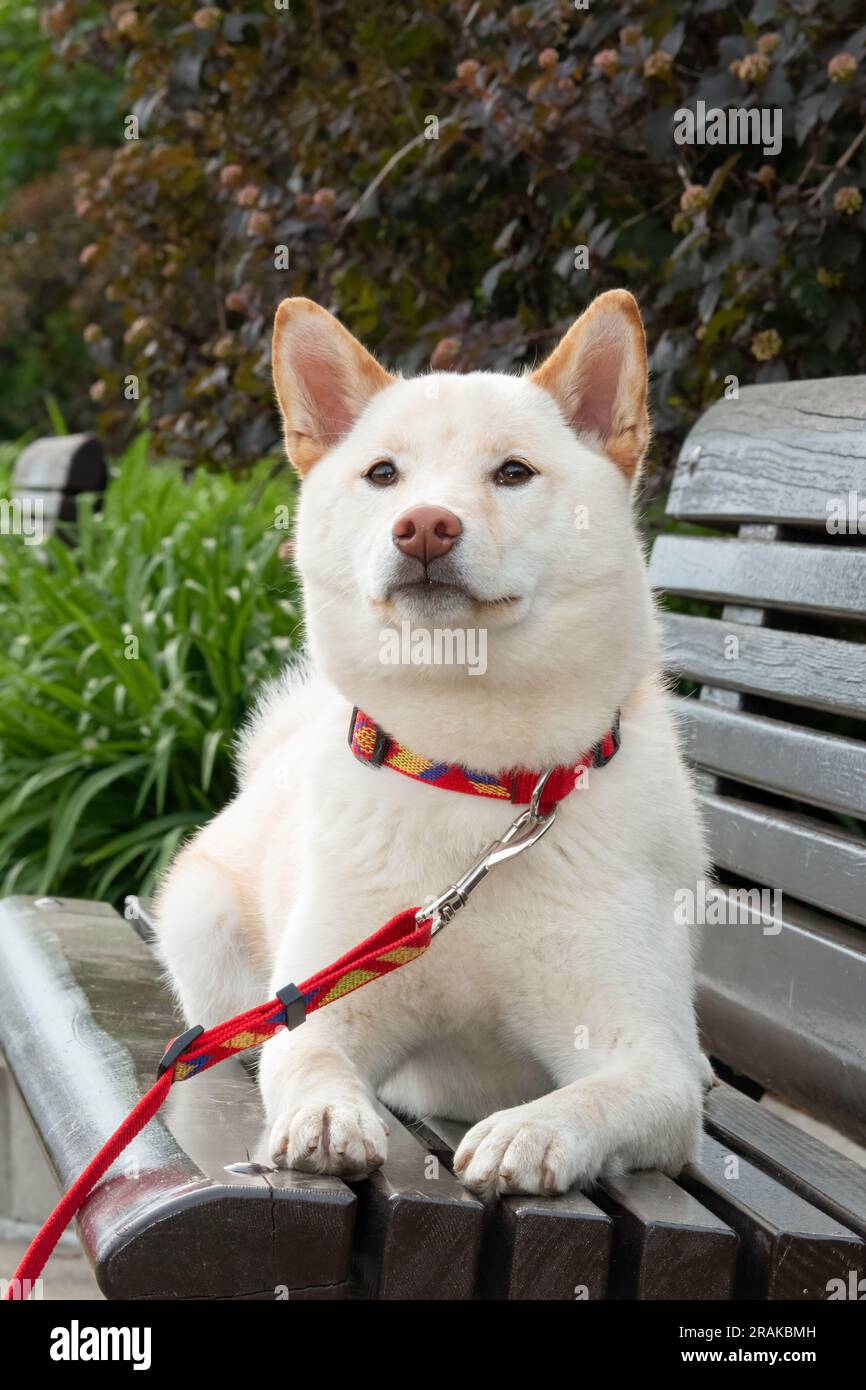Ritratto di uno Shiba inu giapponese seduto su una panchina Foto Stock