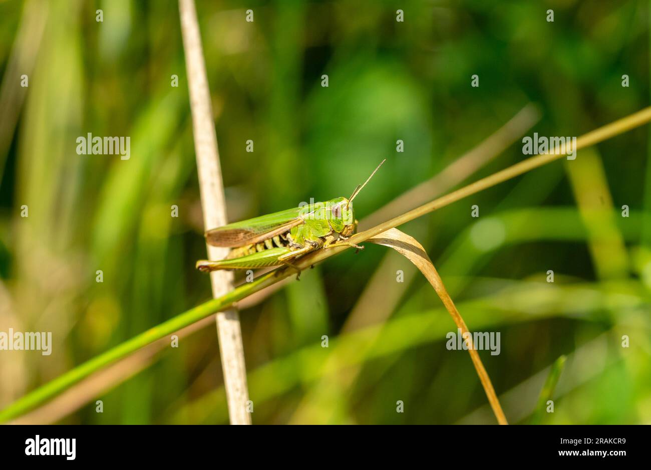 grasshopper su una foto macro a foglia Foto Stock