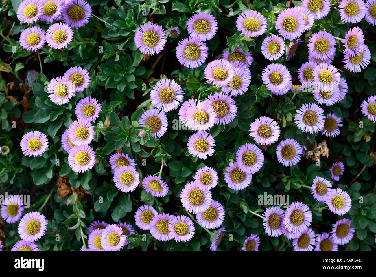 Aster Flowers (Asteraceae) in giardino Foto Stock