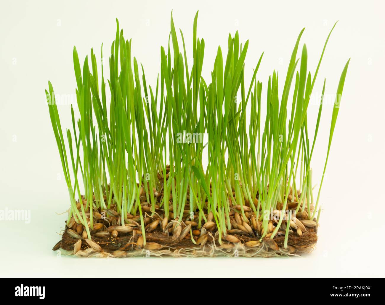 Microgreens germoglia su sfondo bianco. Concetto di crescere un'alimentazione sana. Foto Stock