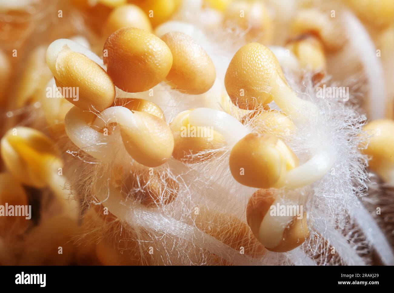 primo piano dei semi microverdi germinanti. Concetto di crescere un'alimentazione sana. Foto Stock