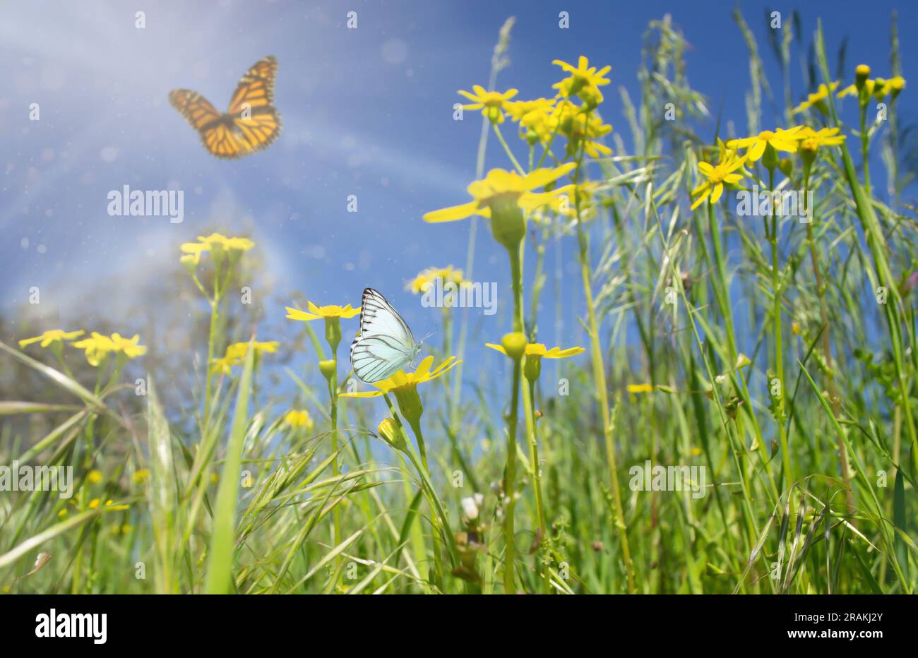 prato estivo con fiori selvatici, raggi solari e farfalle. Sfondo estivo, carta da parati. Foto Stock