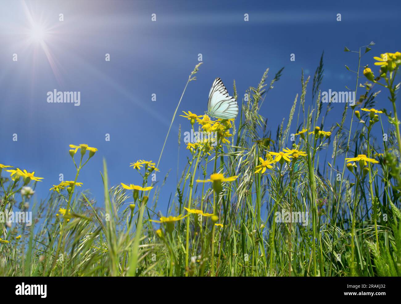 prato estivo con fiori selvatici, raggi solari e farfalle. Sfondo estivo, carta da parati. Foto Stock