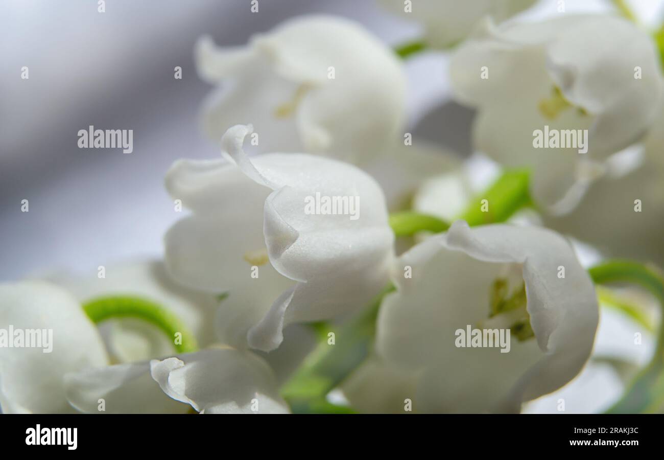 foto ravvicinata di gigli della valle con luce naturale del sole. Cartolina, banner, sfondo, sfondo Foto Stock