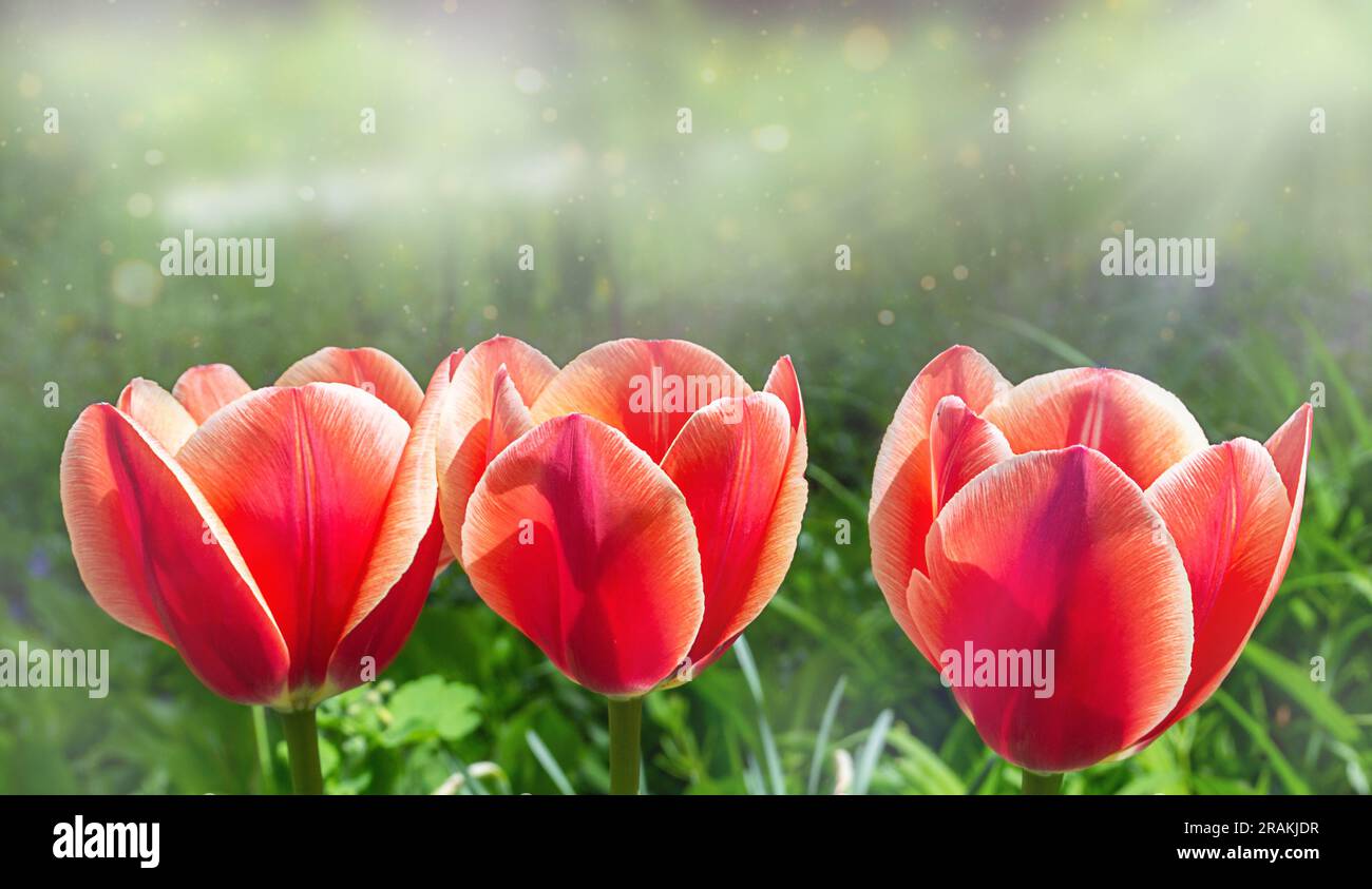 tulipani rossi su uno sfondo di erba verde e luce del sole Foto Stock