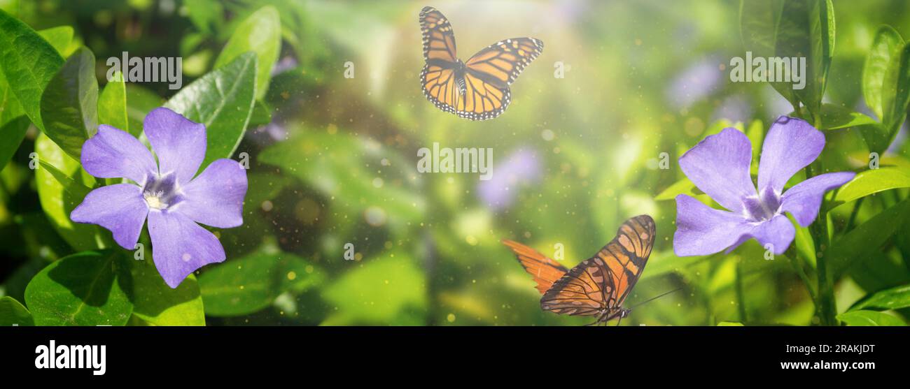 sfondo estivo con fiori selvatici blu su sfondo sfocato, farfalle, raggi di luce solare e bokeh Foto Stock