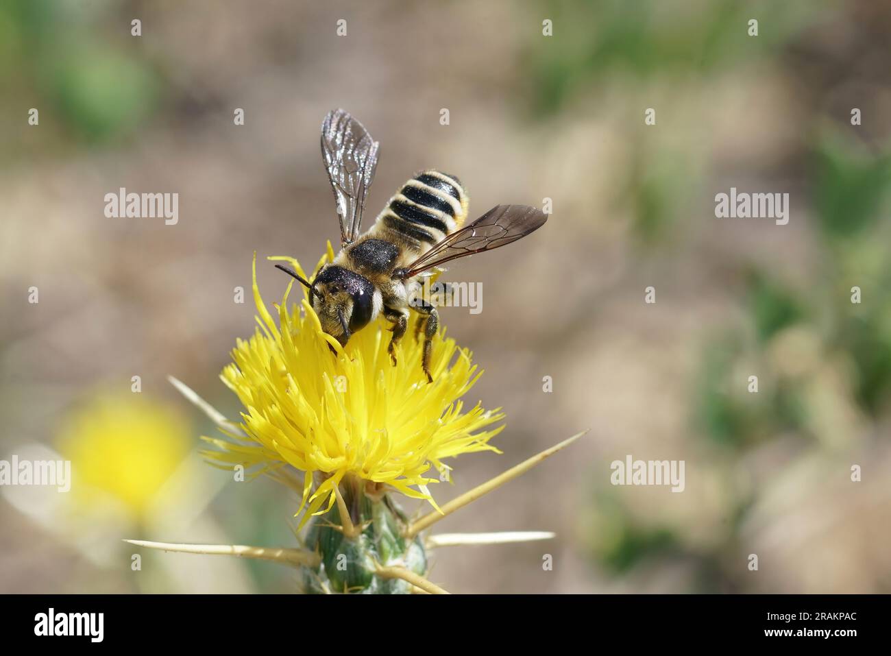 Primo piano di una grande ape femminile bianca sezionato fogliame, Megachile albisecta su un fiore giallo Centaurea solstitialis in Francia Foto Stock