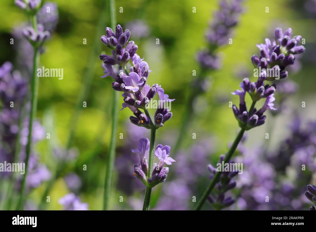 primo piano di un singolo bellissimo fiore di lavanda su uno sfondo naturale sfocato Foto Stock