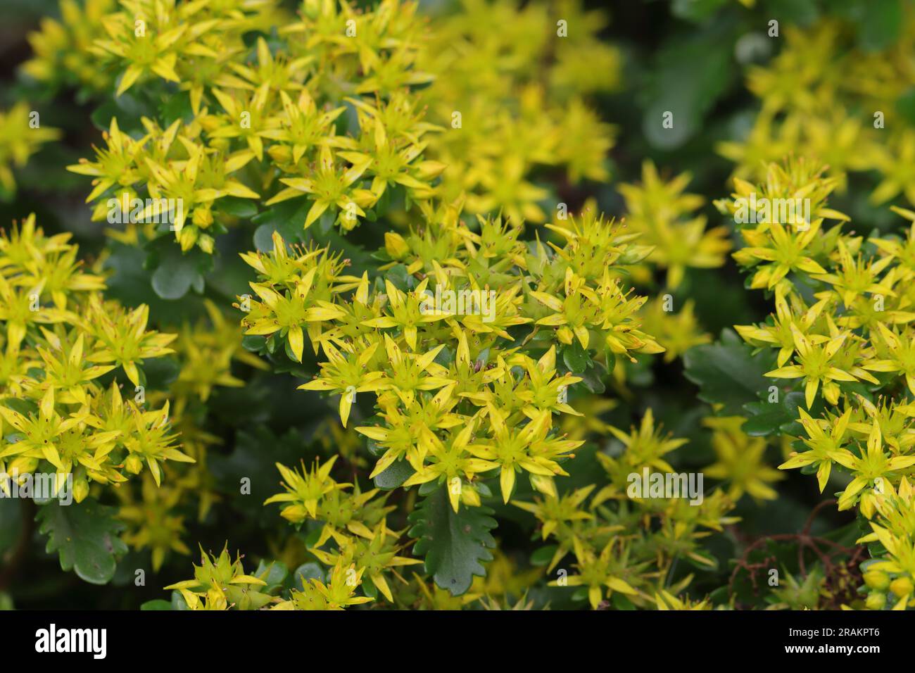 Primo piano di una pianta di fedimo a fiori gialli che si affaccia sul denso e lussureggiante tappeto di fiori Foto Stock