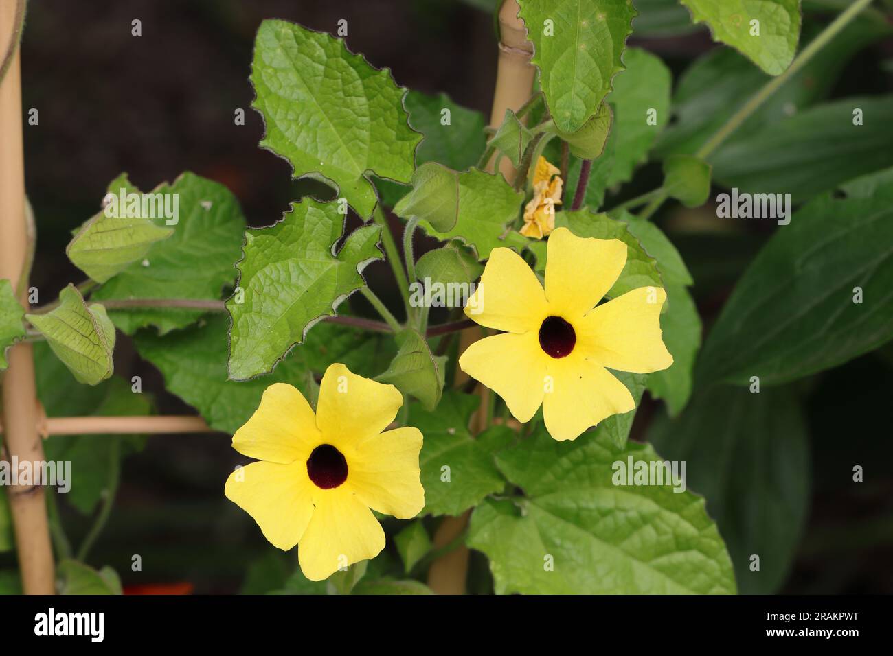 Primo piano di due fiori gialli di una Thunbergia alata su un traliccio Foto Stock