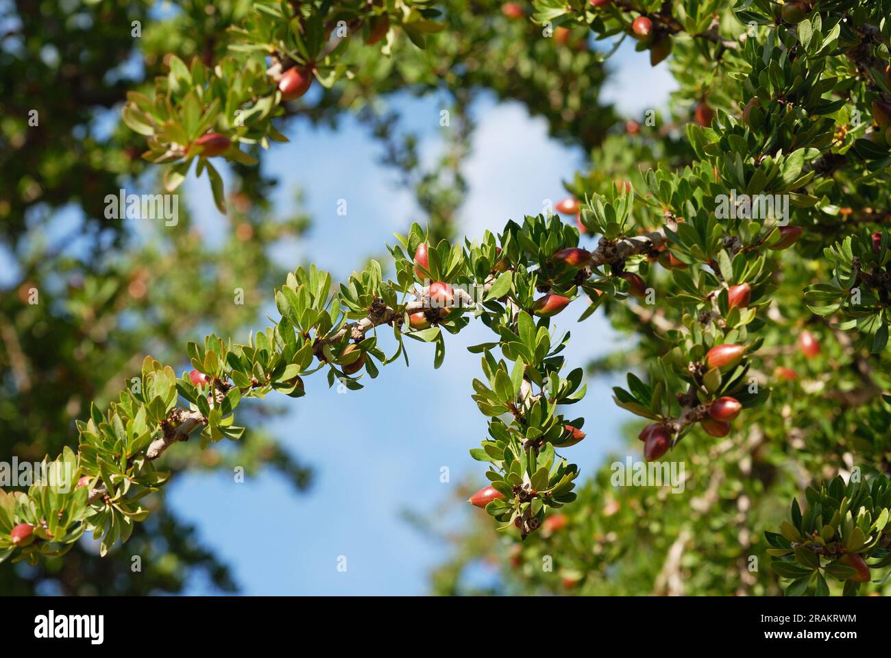 Focalizzazione delle famose noci di argan. L'albero di argan si trova nella contea di Morroco e il frutto è utilizzato per produrre l'olio di argan Foto Stock