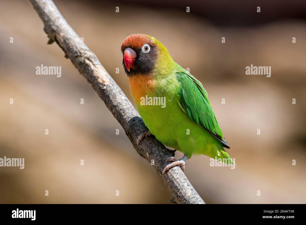 Uccello d'oca dalla guancia nera (Agapornis nigrigenis), piccola specie di pappagallo africano endemica nel sud-ovest dello Zambia, in Africa Foto Stock