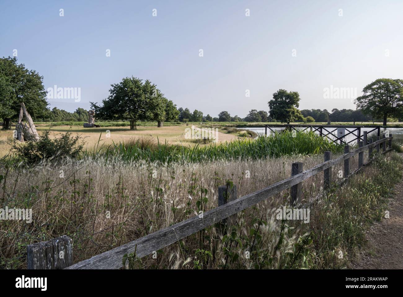 Vista di luglio del laghetto del parco Bushy dal parcheggio con l'erba lunga in primo piano Foto Stock