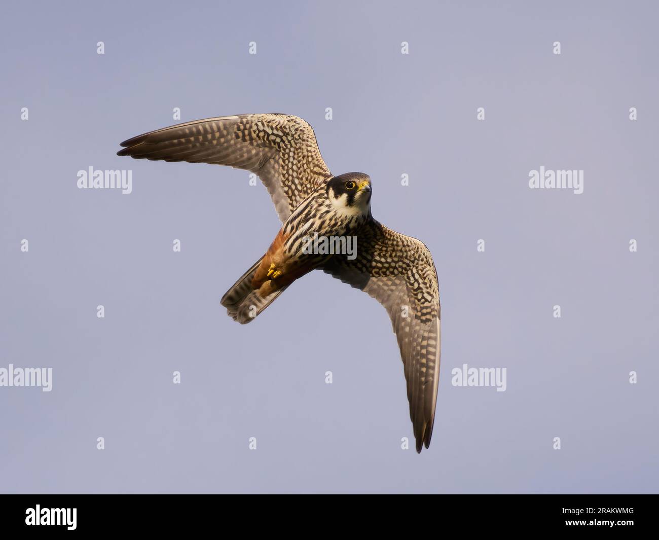 Hobby eurasiatico (Falco subbuteo) nel suo ambiente naturale Foto Stock
