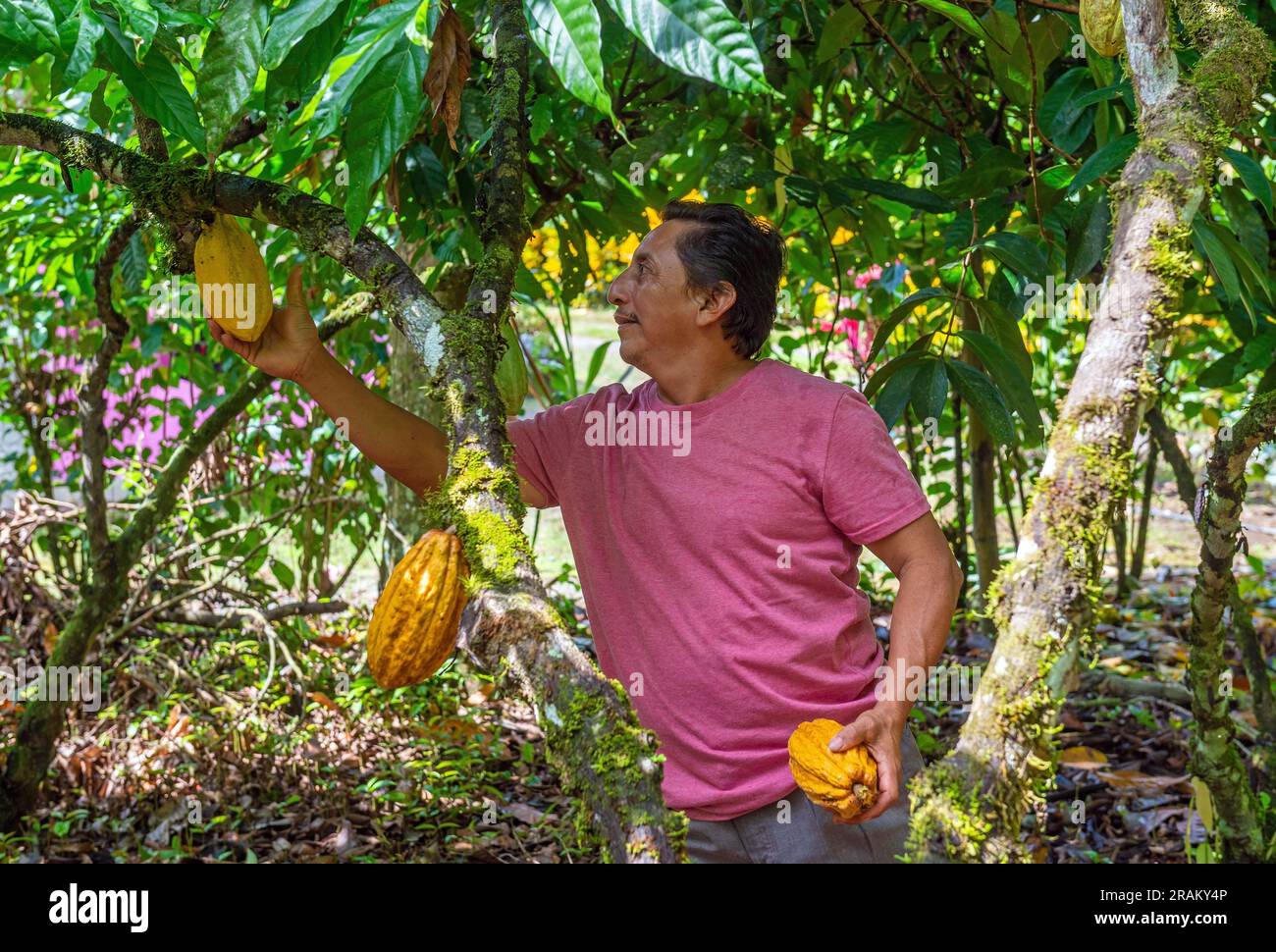 Coltivatore ecuadoriano di cacao che raccoglie Arriba Nacional fine aroma cacao (Theobroma cacao) da alberi in piantagione agricola, Esmeraldas, Ecuador. Foto Stock