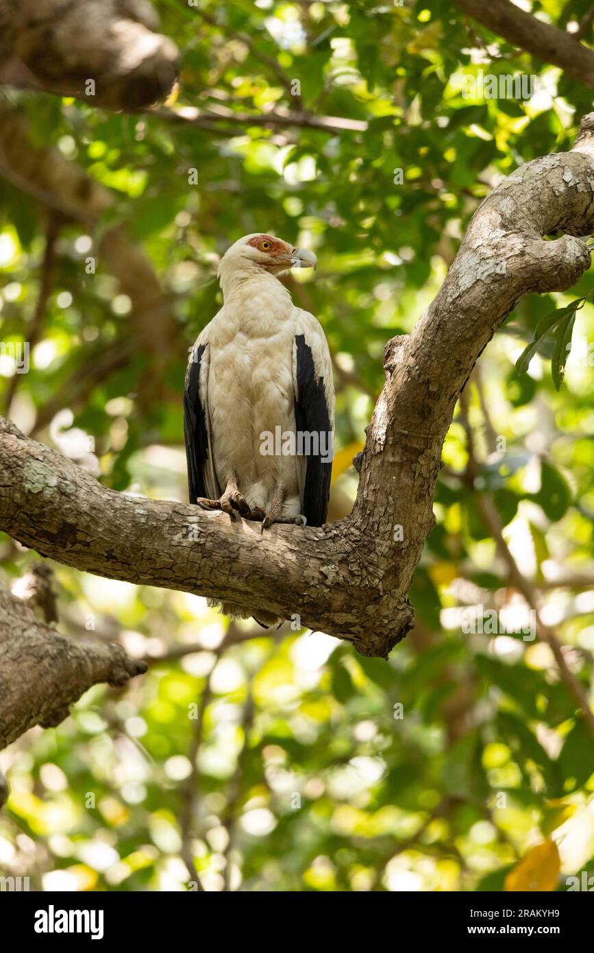 Avvoltoio di palme Gypohierax angolensis, adulto arroccato nella foresta, Pirang-Bonto Forest Park, Kombo East, Gambia, marzo Foto Stock