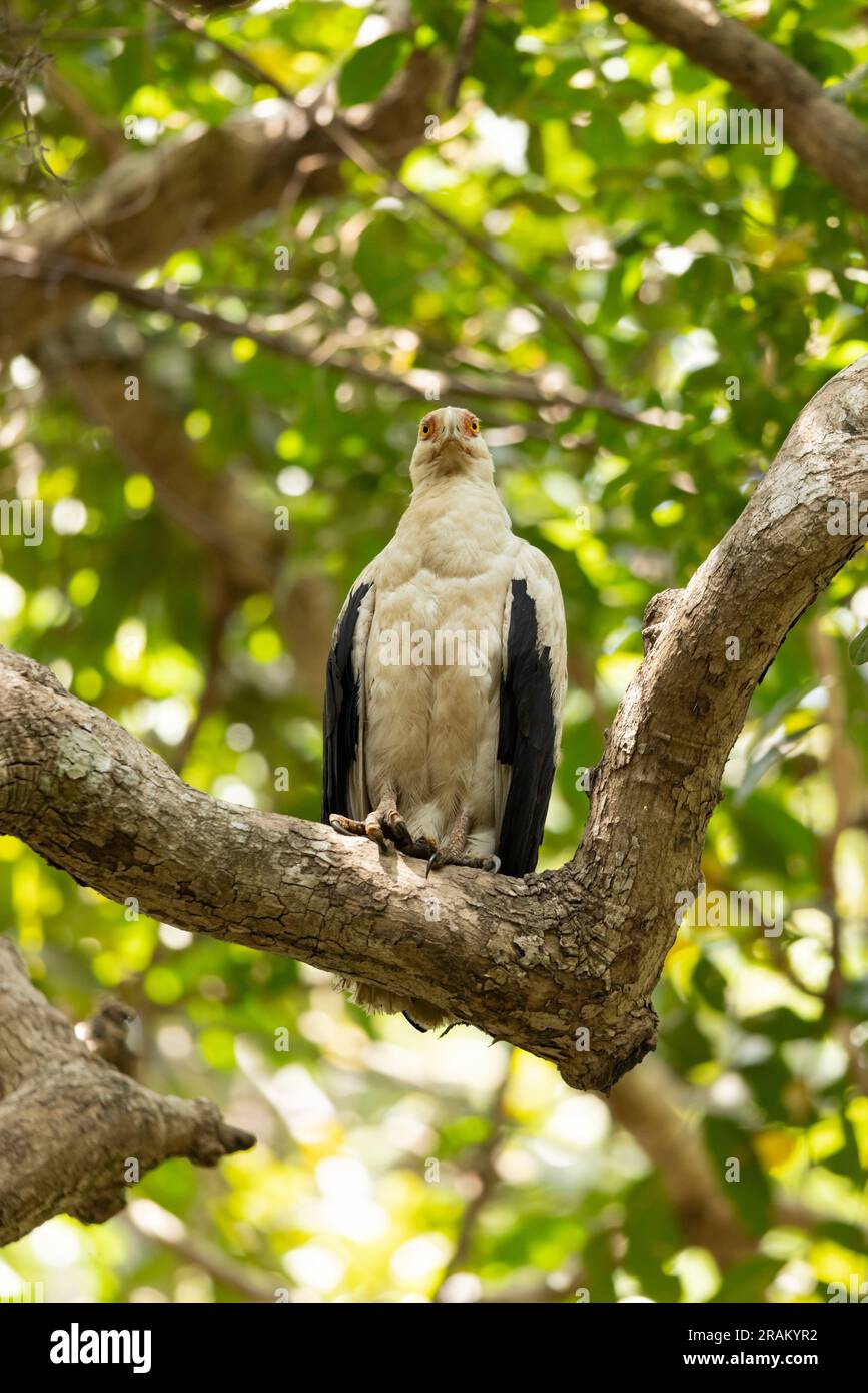 Avvoltoio di palme Gypohierax angolensis, adulto arroccato nella foresta, Pirang-Bonto Forest Park, Kombo East, Gambia, marzo Foto Stock