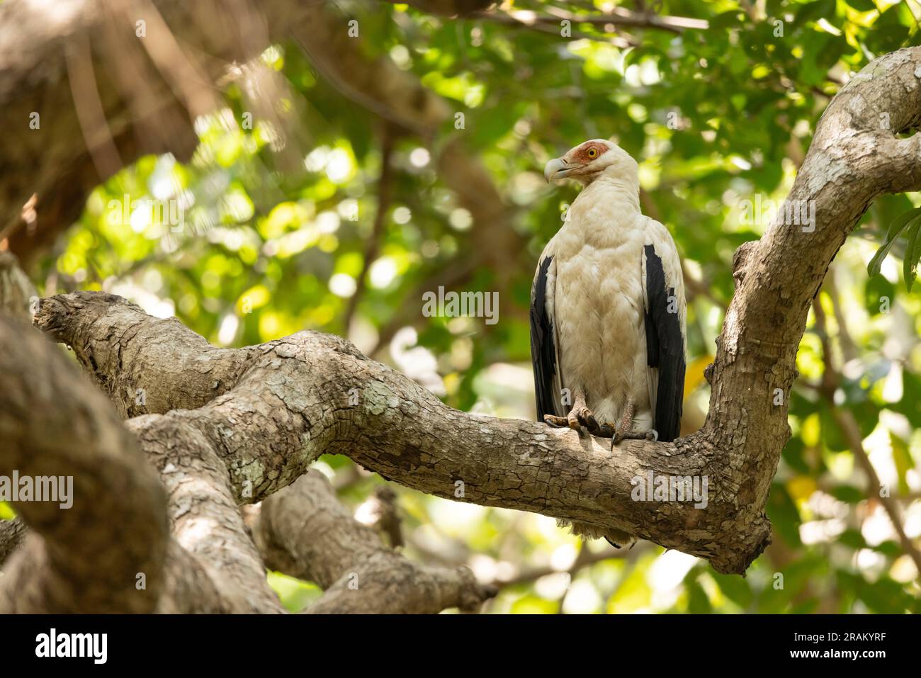 Avvoltoio di palme Gypohierax angolensis, adulto arroccato nella foresta, Pirang-Bonto Forest Park, Kombo East, Gambia, marzo Foto Stock