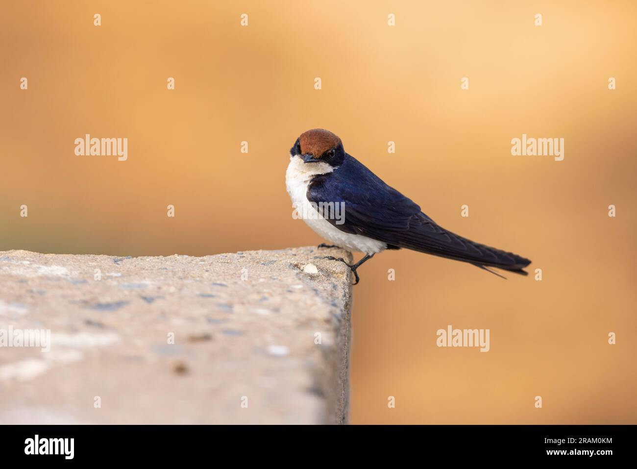 Rondine a coda di cavo Hirundo smithii, adulti che riposano su un muro di pietra, Pirang-Bonto Forest Park, Kombo East, Gambia, marzo Foto Stock