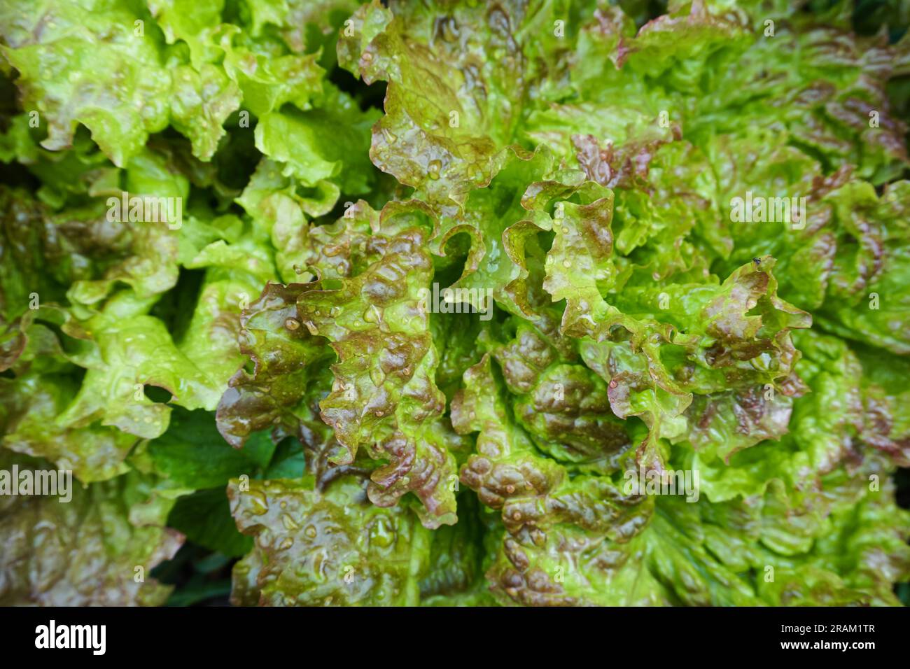 Le foglie di lattuga da vicino. Sfondo di foglie di lattuga. Foto di alta qualità Foto Stock