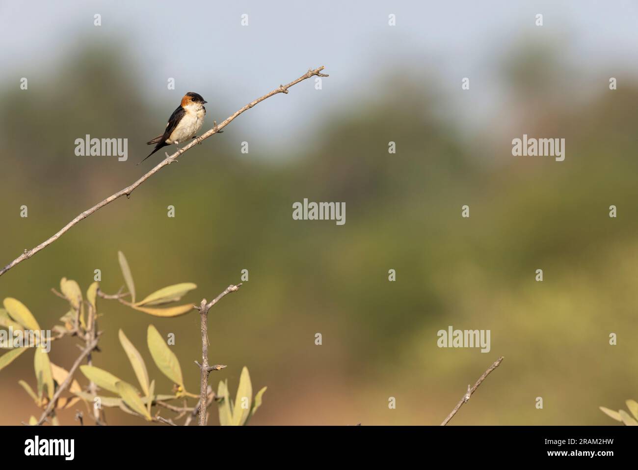 Rondine Cecropis daurica, adulto arroccato sulla diramazione, Pirang-Bonto Forest Park, Kombo East, Gambia, March Foto Stock