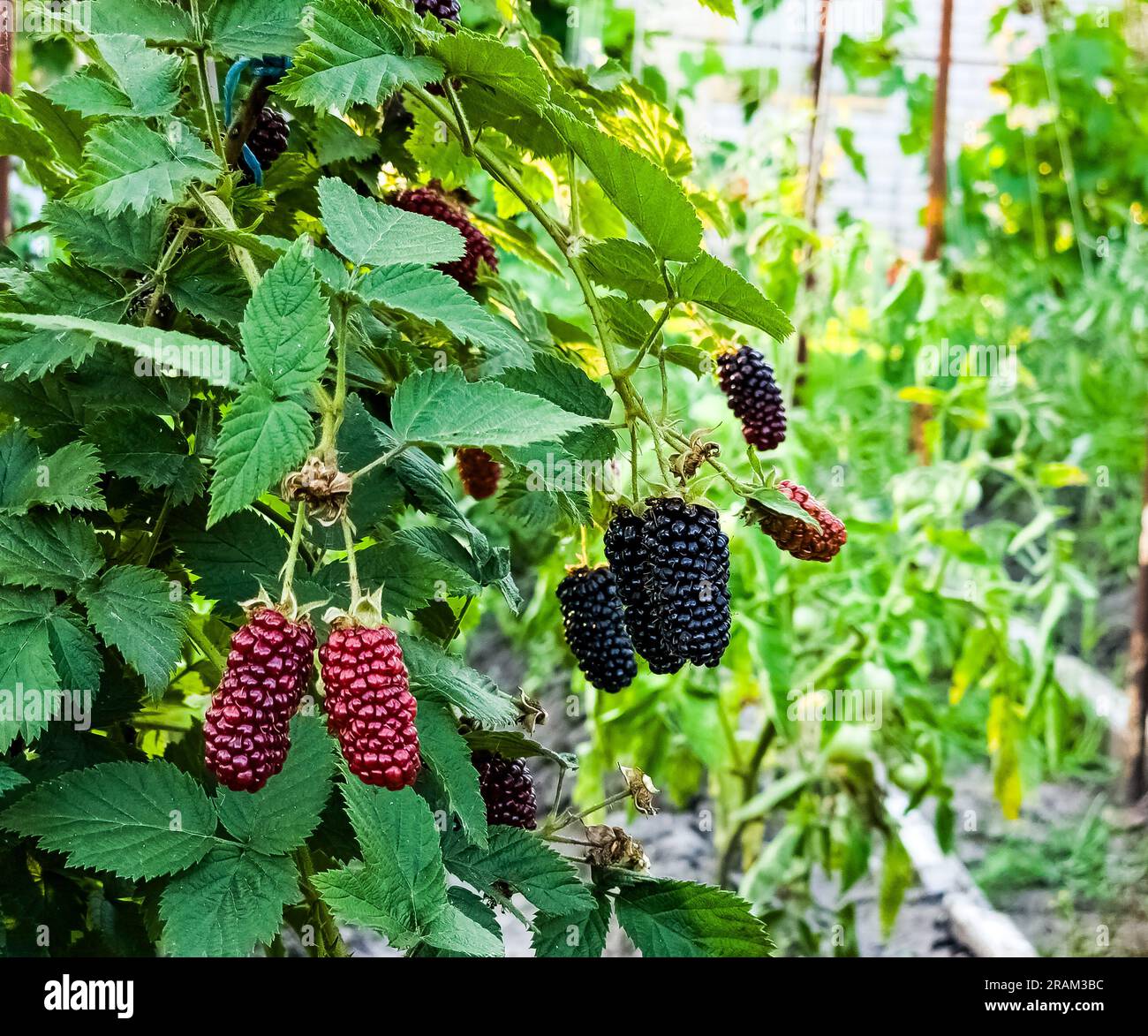 More su un ramo verde. More mature. Deliziosa bacca nera che cresce sui cespugli. Bacca di frutta. Bacche succosa su un ramo. Foto Stock