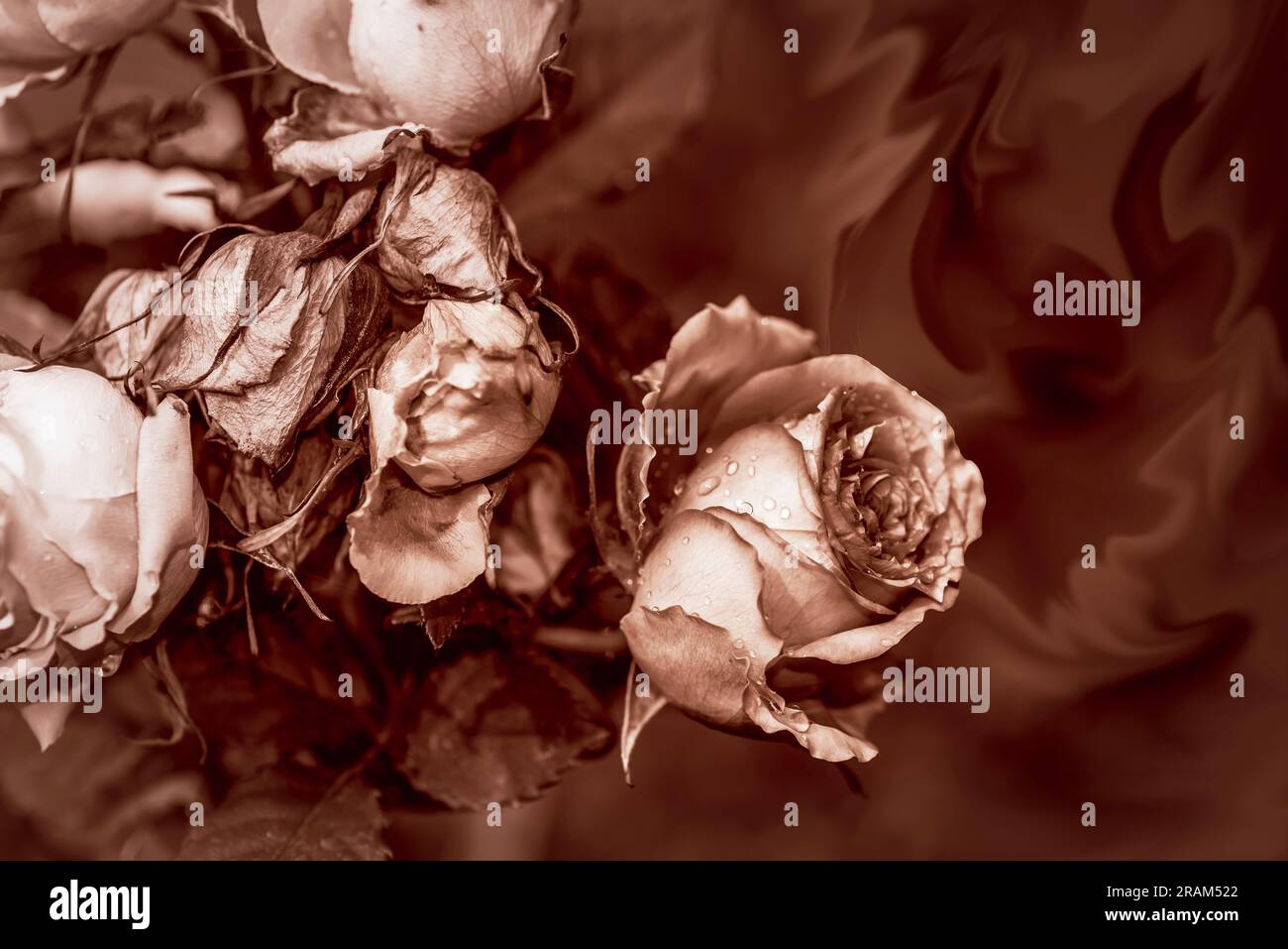 Rosa giardino con boccioli in fiore e gemme morenti e sfondo drammatico Foto Stock