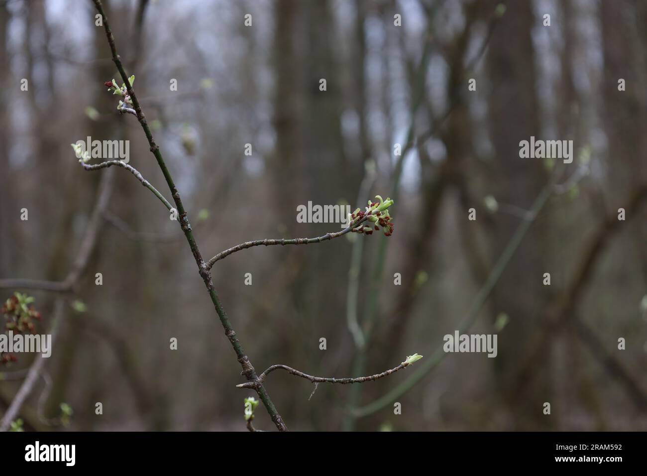 Atmosfera primaverile, gemme e prime foglie Foto Stock