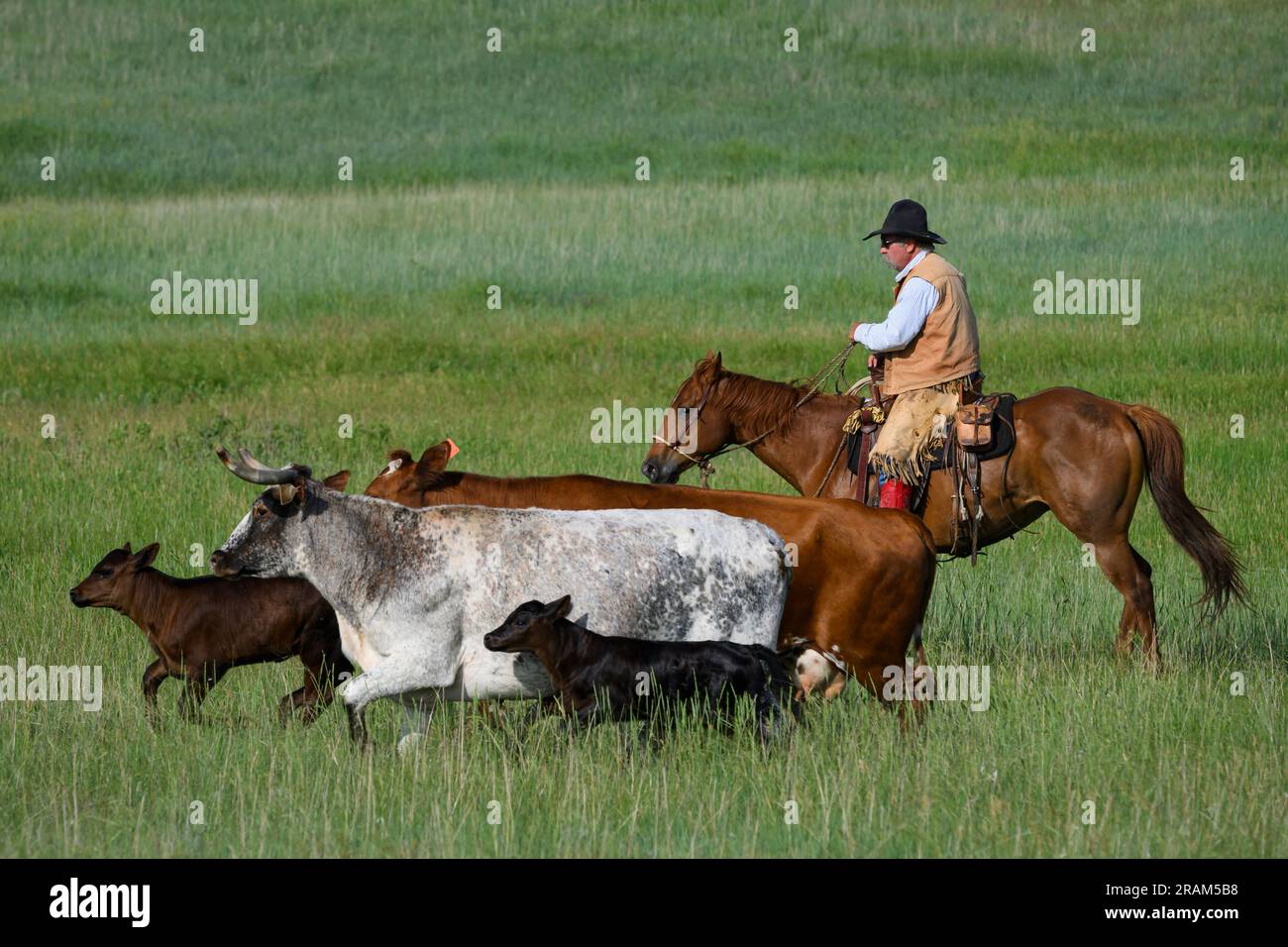Robert Dennis che guida bestiame a Dennis Ranch, Red Owl, South Dakota. Foto Stock