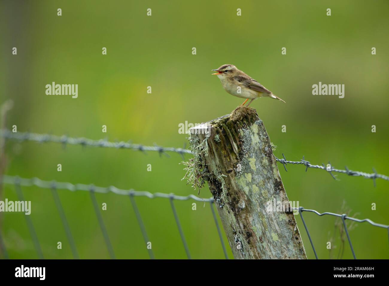 Parula di fango Acrocephalus schoenobaenus, adulto che canta da Fence, Hough, Tiree, Scozia, Regno Unito, Maggio Foto Stock