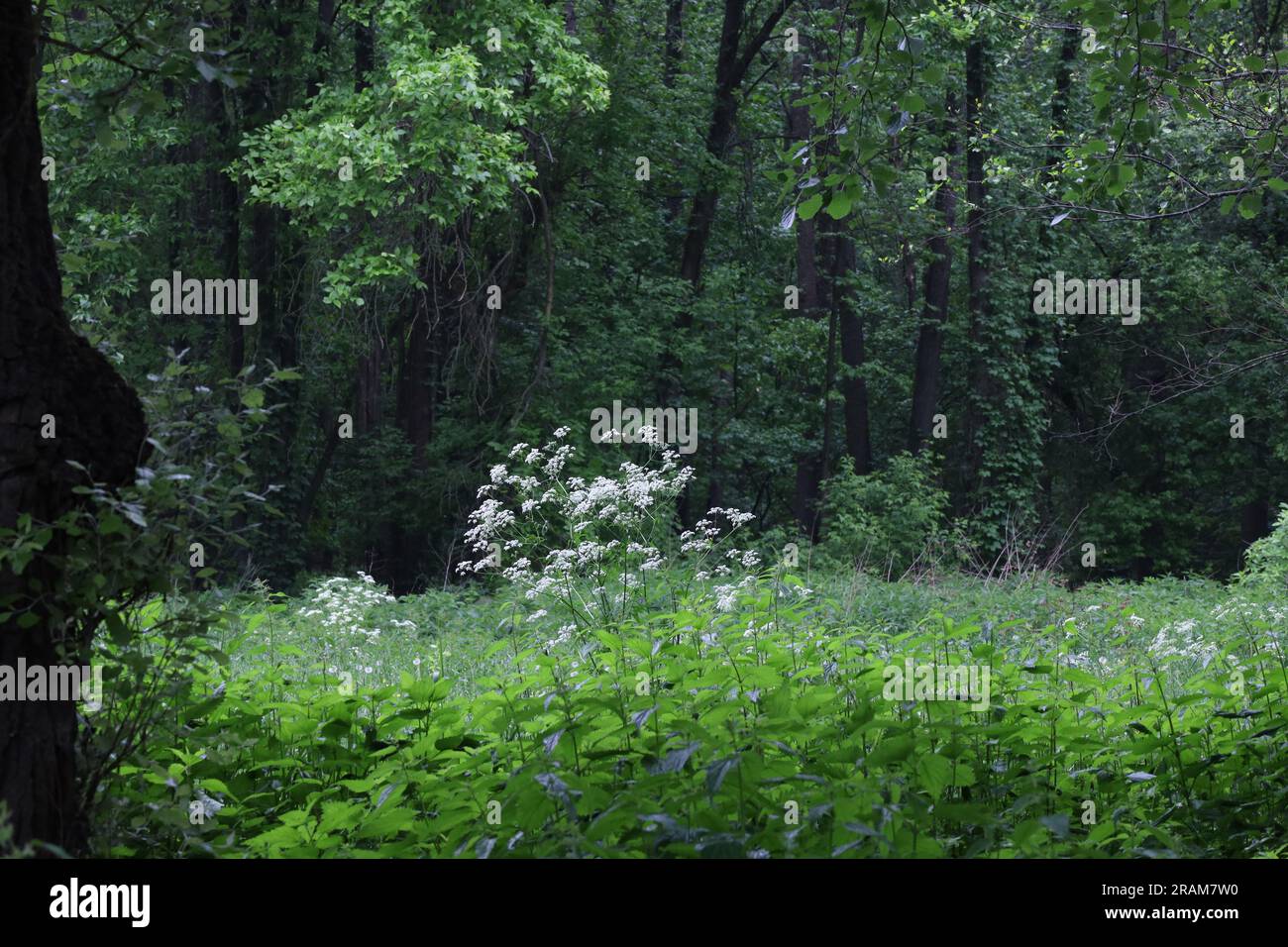 Anthriscus sylvestris nella foresta mattutina Foto Stock