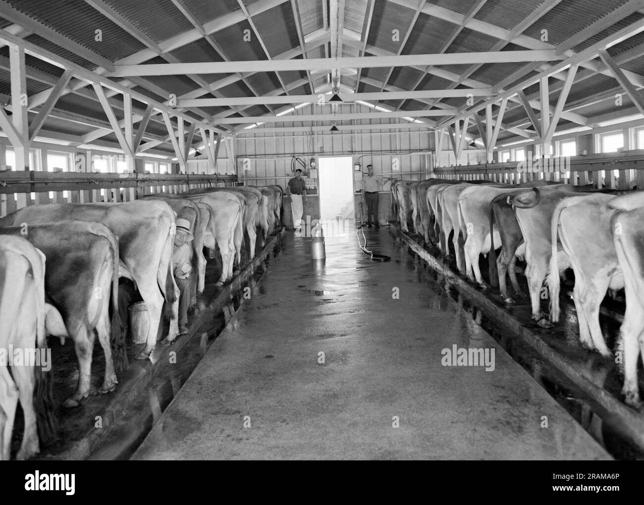 Contea di Tulare, California: Maggio 1939 Una vista sul caseificio e sulla mandria al momento della mungitura presso la Mineral King Cooperative Association. Il programma è stato istituito come parte della Farm Security Administration Foto Stock