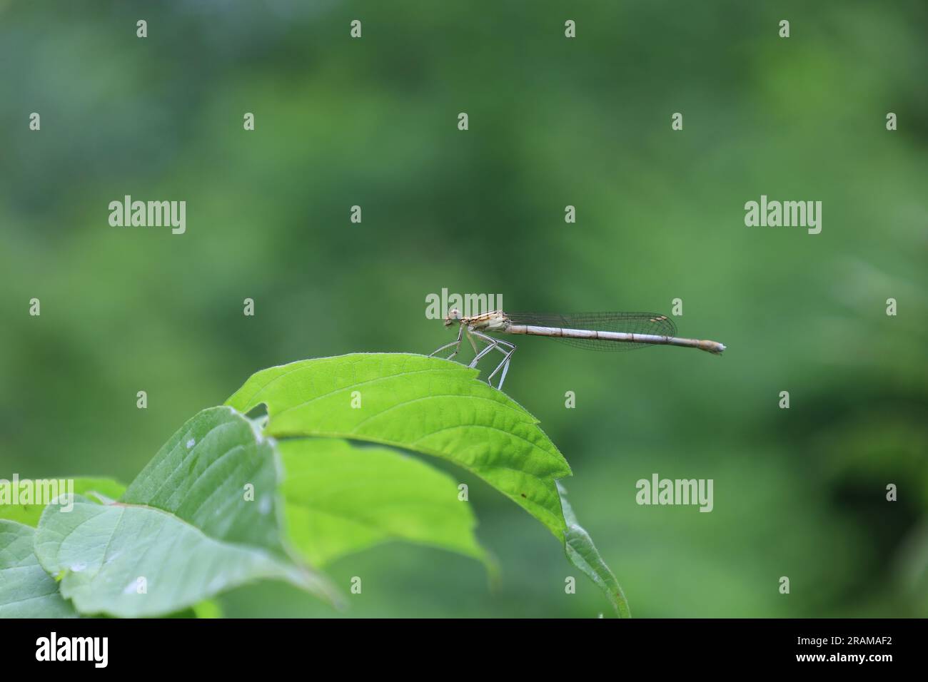 damselfly a gambe bianche, gamba di piuma blu nella foresta estiva, insetti Foto Stock