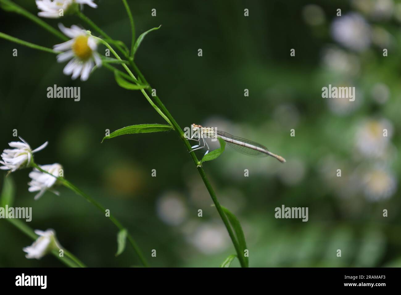 damselfly a gambe bianche, gamba di piuma blu nella foresta estiva, insetti Foto Stock