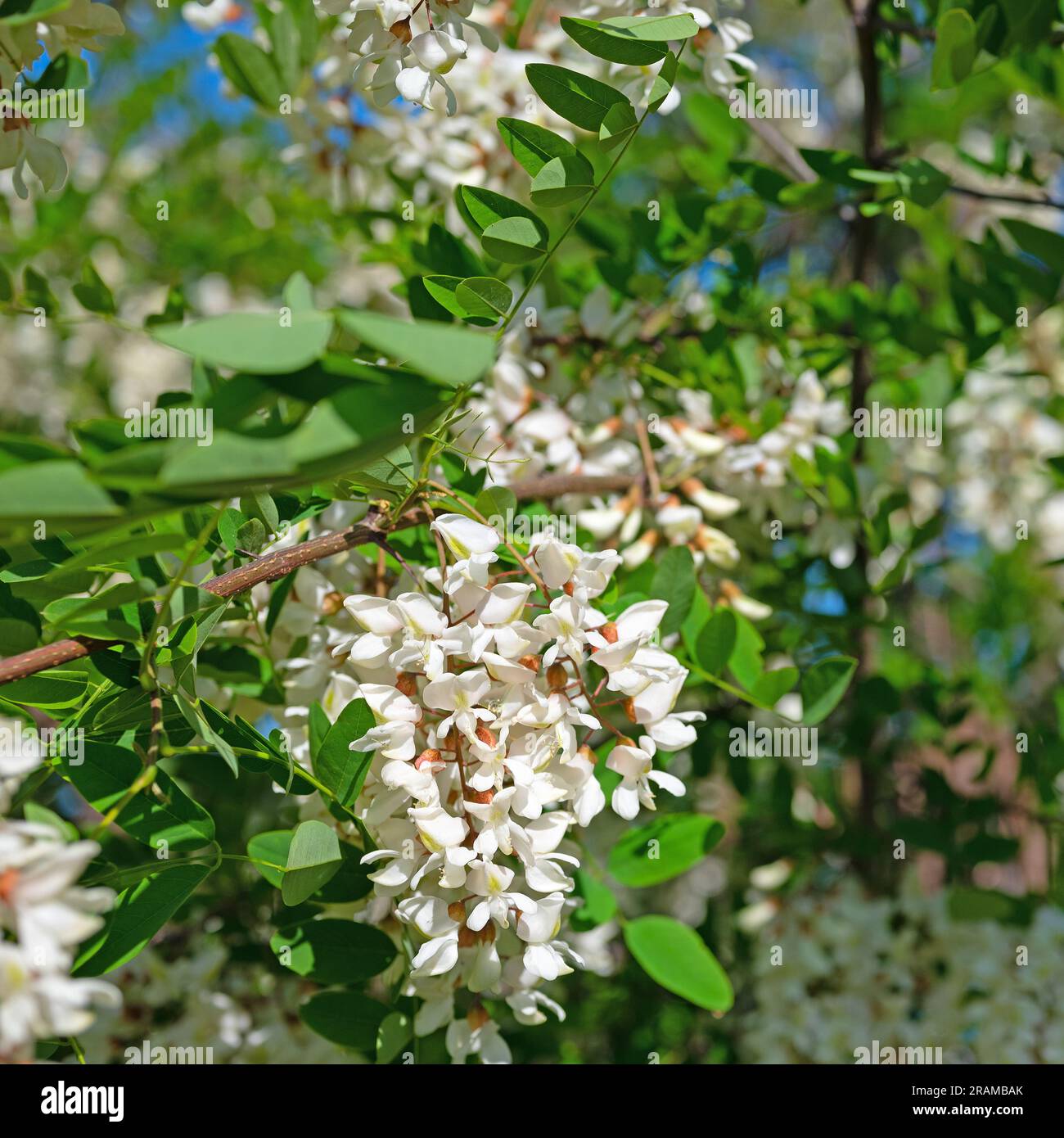 Locusta nera in fiore, Robinia pseudoacacia, in primavera Foto Stock