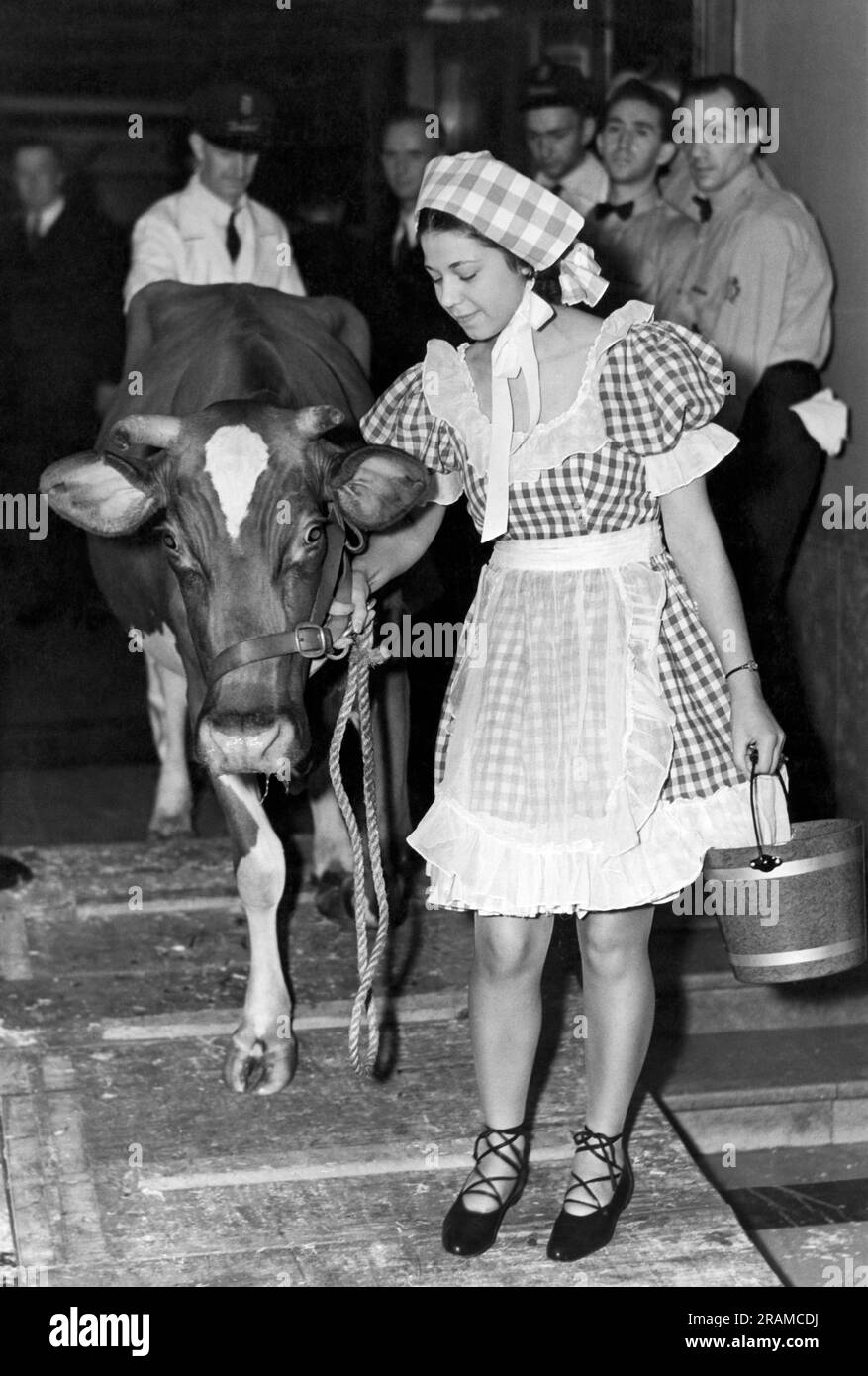 New York, New York: c. 1936 la Dairyland Queen Charlotte Muller del Wisconsin, che porta Bossy la mucca all'Hotel New Yorker per essere munta. Foto Stock