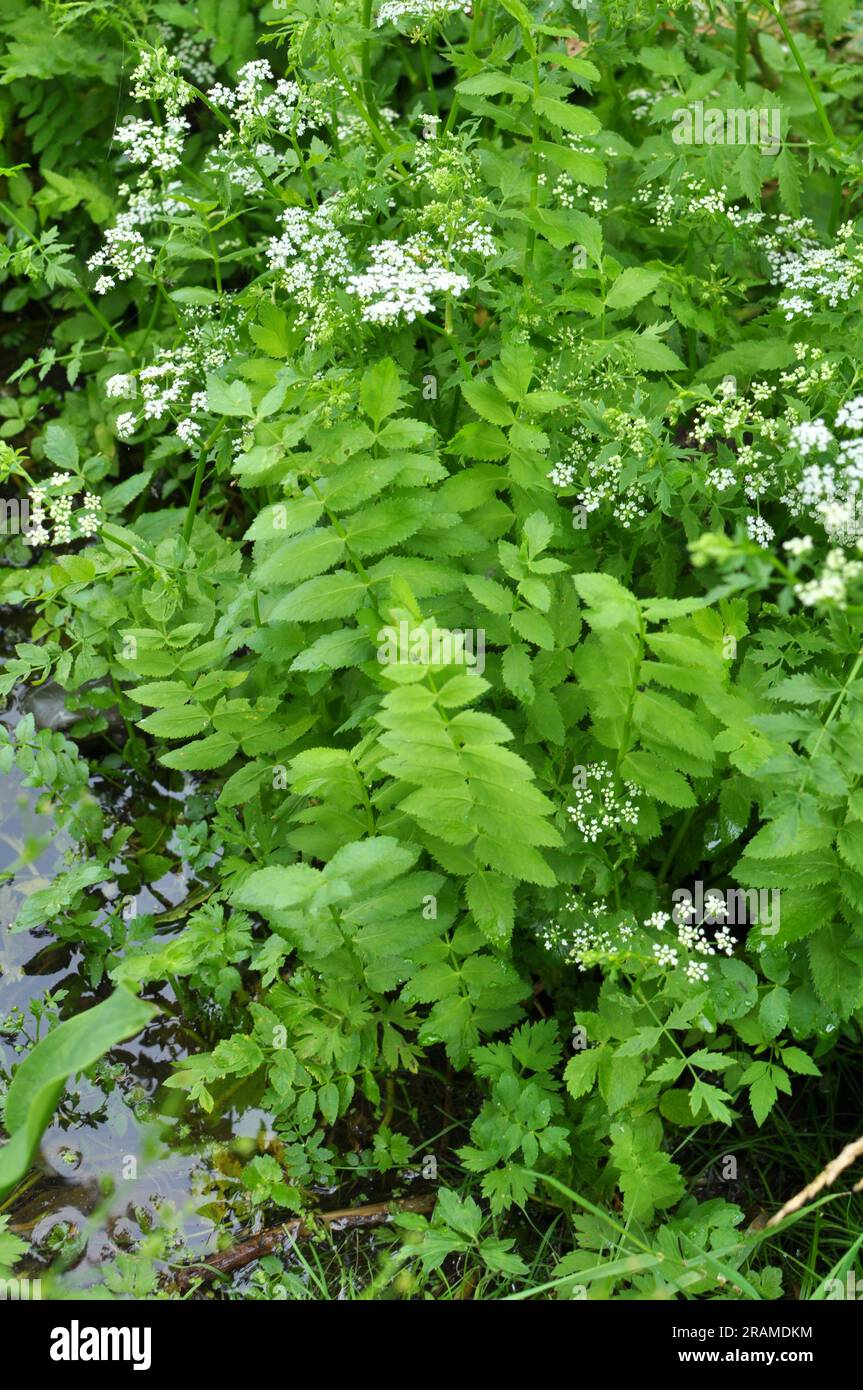 Berula erecta cresce in natura in estate Foto Stock