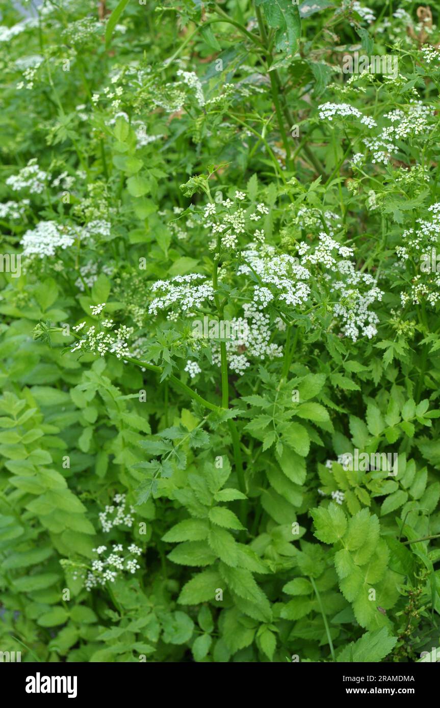 Berula erecta cresce in natura in estate Foto Stock